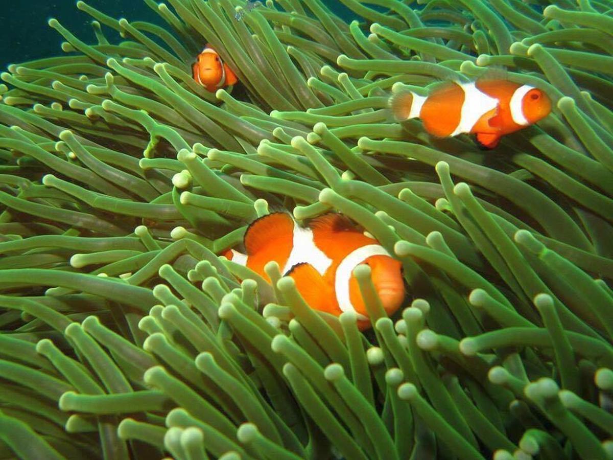 Bentrina Diving Resort Mabini  Zewnętrze zdjęcie
